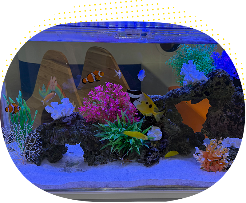 熱帯魚の写真です